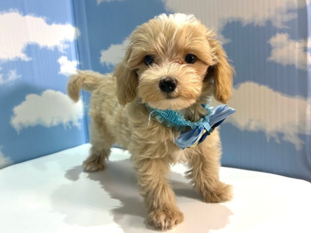 山形県のハーフ犬・ミックス犬 (アミーゴ山形南店/2026年7月12日生まれ/男の子/アプリコット)の子犬の2枚目の画像