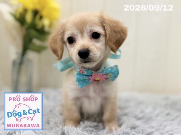 広島県のハーフ犬・ミックス犬 (アミーゴ大町店/2026年7月15日生まれ/女の子/イエロー)の子犬の2枚目の画像