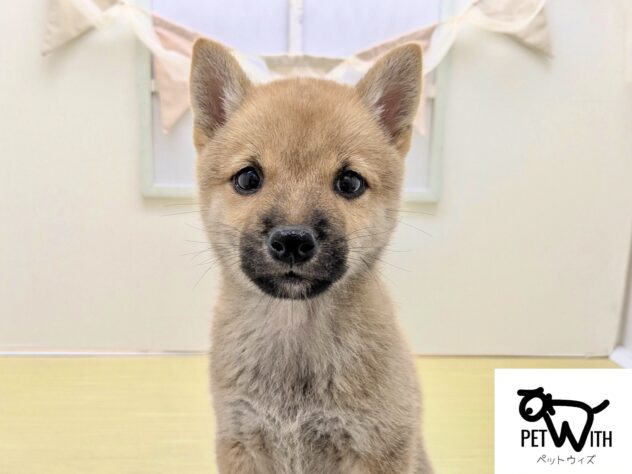 福島県の豆柴 (アミーゴ会津若松店/2026年7月10日生まれ/男の子/赤)の子犬