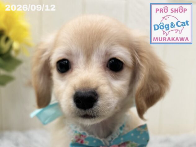 広島県のハーフ犬・ミックス犬 (アミーゴ大町店/2026年7月15日生まれ/女の子/イエロー)の子犬の1枚目の画像