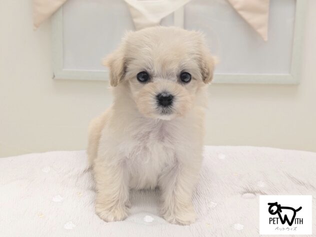 福島県のハーフ犬・ミックス犬 (アミーゴ会津若松店/2026年7月11日生まれ/女の子/アプリコット)の子犬の1枚目の画像