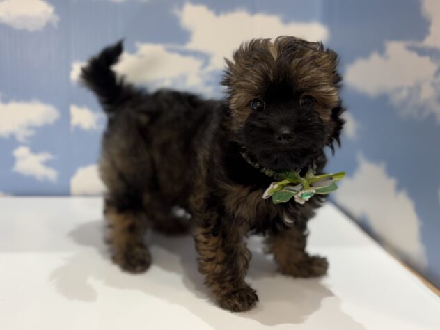 山形県のハーフ犬・ミックス犬 (アミーゴ山形南店/2026年6月23日生まれ/男の子/02 レッド系)の子犬の2枚目の画像