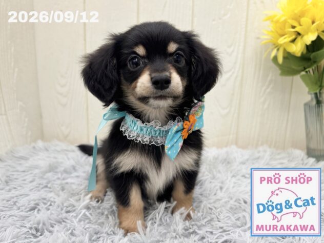 広島県のハーフ犬・ミックス犬 (アミーゴ大町店/2026年7月15日生まれ/男の子/ブラックタン)の子犬の2枚目の画像