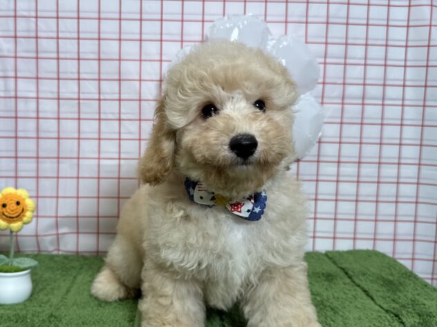 山形県のトイプードル(トイ) (アミーゴ酒田店/2026年6月27日生まれ/男の子/ペールフォーン)の子犬の2枚目の画像