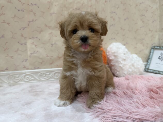 福島県のハーフ犬・ミックス犬 (アミーゴ本宮店/2026年7月20日生まれ/男の子/アプリコット)の子犬