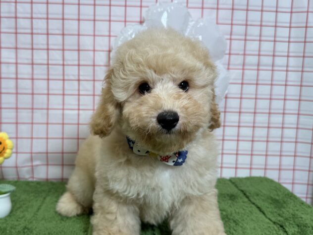山形県のトイプードル(トイ) (アミーゴ酒田店/2026年6月27日生まれ/男の子/ペールフォーン)の子犬の1枚目の画像