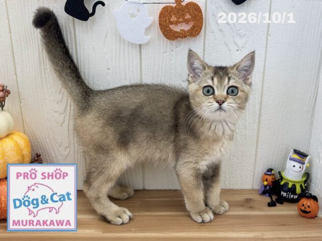 広島県のブリティッシュショートヘアー (アミーゴ大町店/2026年7月6日生まれ/男の子/ブラウンティックドタビー)の子猫の1枚目の画像