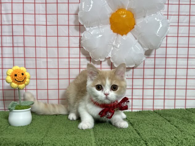 山形県のマンチカン (アミーゴ酒田店/2026年5月19日生まれ/女の子/クリームホワイト)の子猫の2枚目の画像