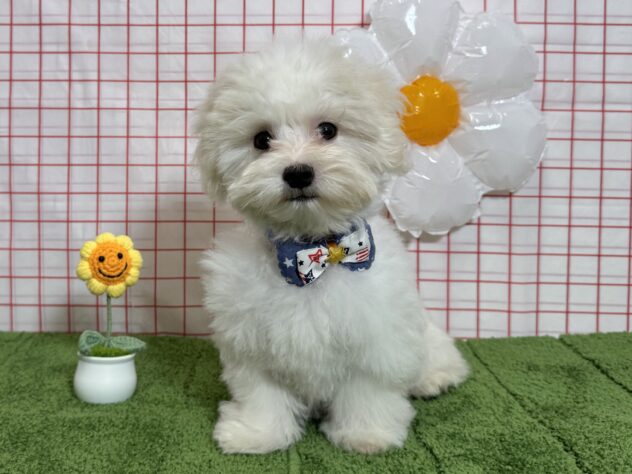 山形県のマルチーズ (アミーゴ酒田店/2026年5月30日生まれ/男の子/ホワイト)の子犬の1枚目の画像