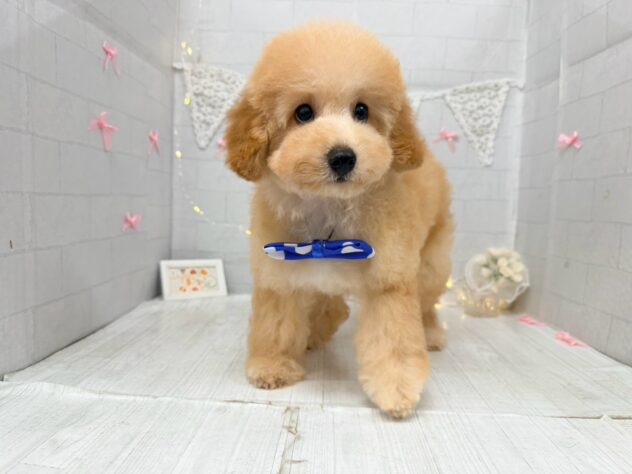 香川県のハーフ犬・ミックス犬 (ワンキャラット アミーゴ屋島店/2026年6月6日生まれ/女の子/アプリコット)の子犬の3枚目の画像
