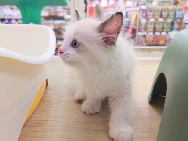 岡山県のラグドール (アミーゴ中庄店/2026年7月3日生まれ/男の子/ブルーポイントバイカラー)の子猫の2枚目の画像