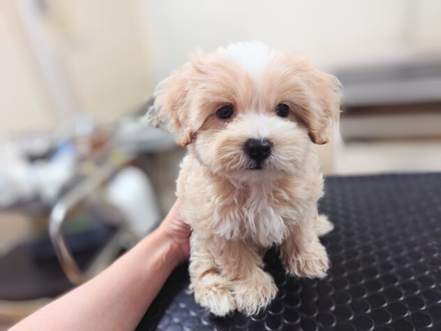 岡山県のハーフ犬・ミックス犬 (アミーゴ中庄店/2026年7月25日生まれ/男の子/クリーム)の子犬の4枚目の画像