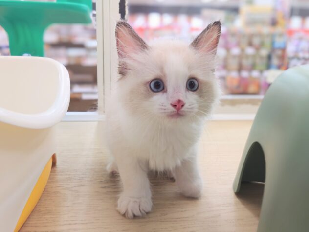 岡山県のラグドール (アミーゴ中庄店/2026年7月3日生まれ/男の子/ブルーポイントバイカラー)の子猫の3枚目の画像