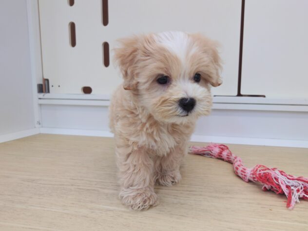 岡山県のハーフ犬・ミックス犬 (アミーゴ中庄店/2026年7月25日生まれ/男の子/クリーム)の子犬の3枚目の画像