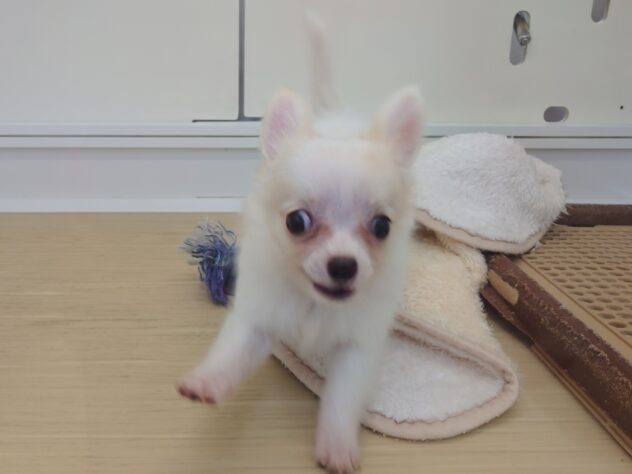 岡山県のチワワ(ロング) (アミーゴ中庄店/2026年7月12日生まれ/男の子/クリーム)の子犬の4枚目の画像