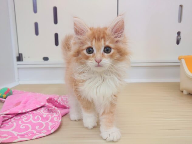 岡山県のノルウェージャンフォレストキャット (アミーゴ中庄店/2026年7月12日生まれ/男の子/レッドタビーホワイト)の子猫の3枚目の画像