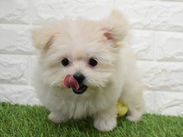 新潟県のハーフ犬・ミックス犬 (アミーゴ新潟小新店/2026年6月23日生まれ/女の子/クリーム)の子犬の3枚目の画像