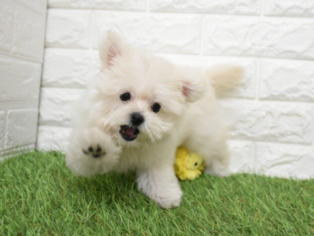 新潟県のハーフ犬・ミックス犬 (アミーゴ新潟小新店/2026年6月23日生まれ/女の子/クリーム)の子犬の4枚目の画像