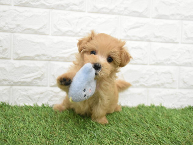 新潟県のハーフ犬・ミックス犬 (アミーゴ新潟小新店/2026年6月29日生まれ/女の子/アプリコット)の子犬の3枚目の画像