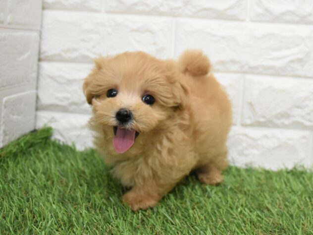 新潟県のハーフ犬・ミックス犬 (アミーゴ新潟小新店/2026年6月29日生まれ/女の子/アプリコット)の子犬の2枚目の画像