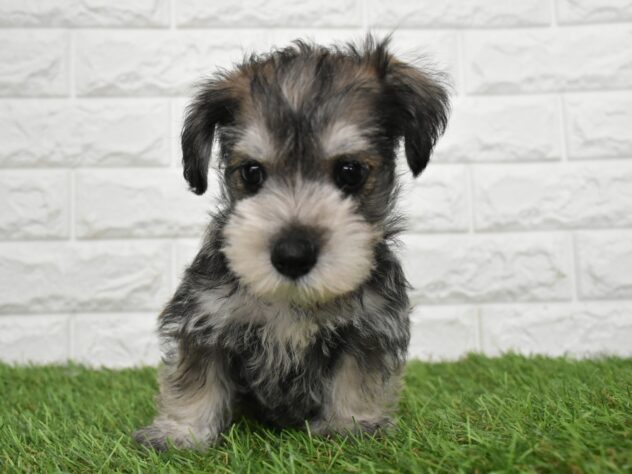 新潟県のハーフ犬・ミックス犬 (アミーゴ新潟小新店/2026年7月23日生まれ/男の子/ソルトペッパー)の子犬の2枚目の画像