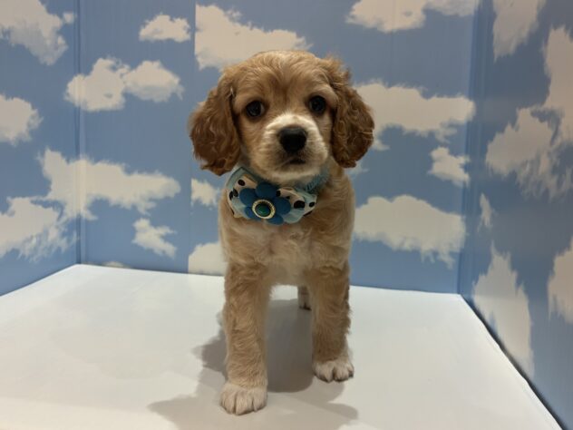 山形県のハーフ犬・ミックス犬 (アミーゴ山形南店/2026年7月28日生まれ/男の子/クリーム)の子犬の1枚目の画像