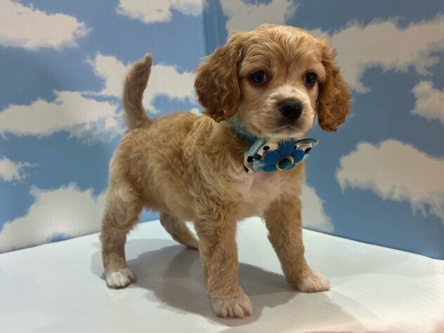 山形県のハーフ犬・ミックス犬 (アミーゴ山形南店/2026年7月28日生まれ/男の子/クリーム)の子犬の2枚目の画像