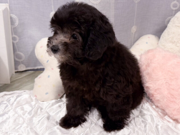 愛知県のトイプードル(トイ) (アミーゴ知立店/2026年7月21日生まれ/女の子/グレー)の子犬の3枚目の画像
