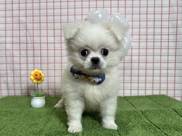 山形県のハーフ犬・ミックス犬 (アミーゴ酒田店/2026年6月9日生まれ/男の子/ホワイト)の子犬の2枚目の画像
