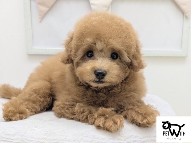 福島県のトイプードル(トイ) (アミーゴ会津若松店/2026年5月23日生まれ/女の子/02 レッド系)の子犬の1枚目の画像