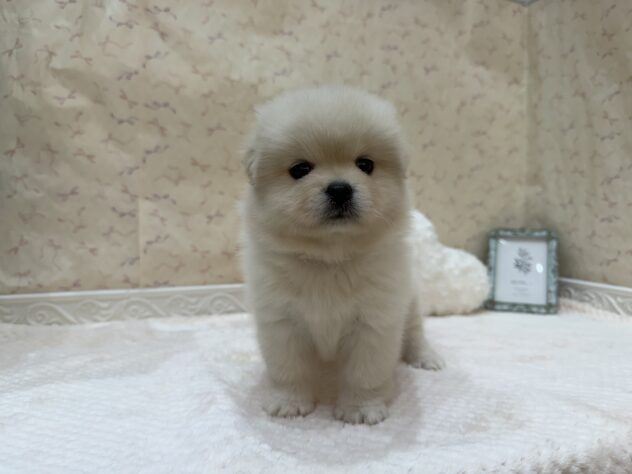 福島県のハーフ犬・ミックス犬 (アミーゴ本宮店/2026年7月19日生まれ/女の子/ホワイト)の子犬