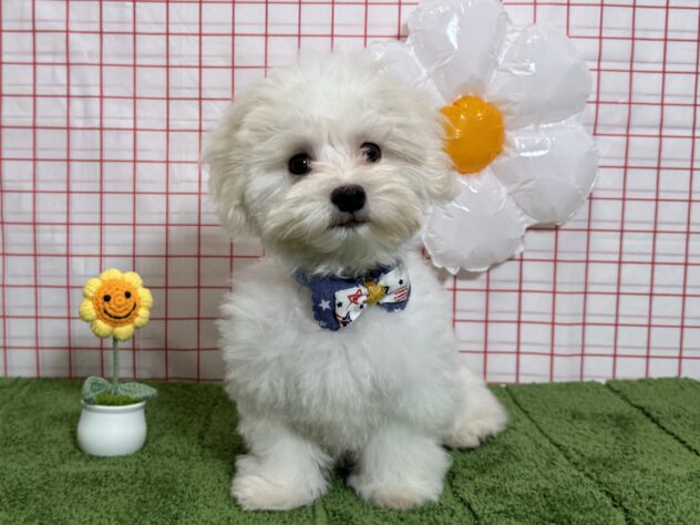 山形県のマルチーズ (アミーゴ酒田店/2026年5月30日生まれ/男の子/ホワイト)の子犬の2枚目の画像