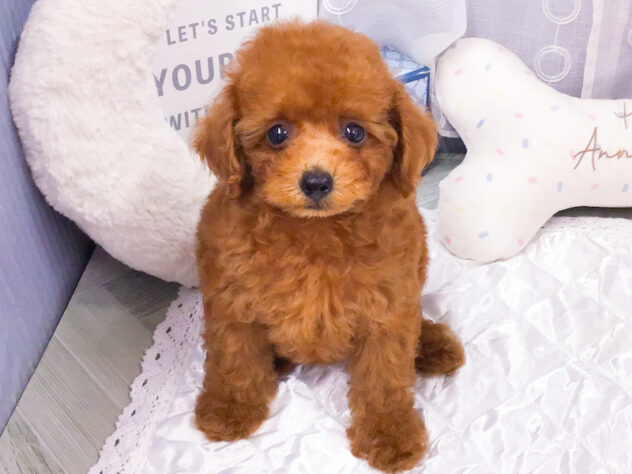 愛知県のトイプードル(トイ) (アミーゴ知立店/2026年7月7日生まれ/女の子/レッドフォーン)の子犬の1枚目の画像