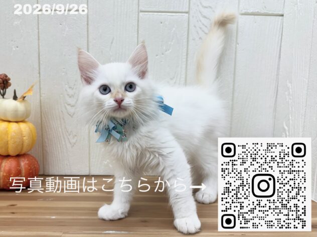 広島県のサイベリアン (アミーゴ大町店/2026年7月20日生まれ/男の子/クリームリンクスポイント)の子猫の2枚目の画像