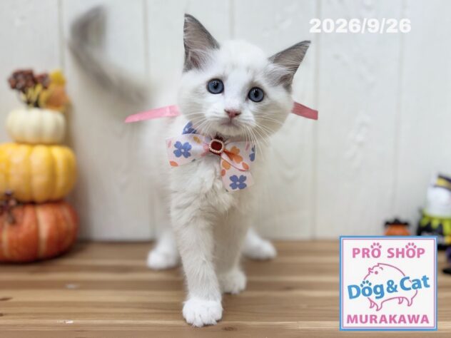 広島県のラグドール (アミーゴ大町店/2026年7月20日生まれ/女の子/ブルーポイントバイカラー)の子猫の2枚目の画像