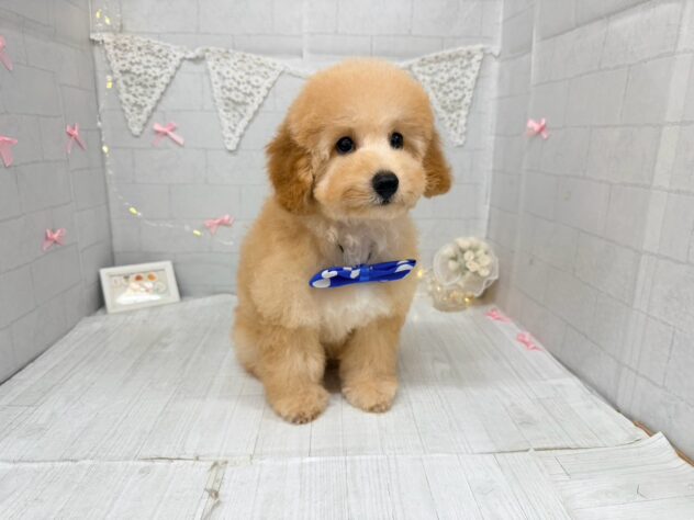 香川県のハーフ犬・ミックス犬 (ワンキャラット アミーゴ屋島店/2026年6月6日生まれ/女の子/アプリコット)の子犬の2枚目の画像