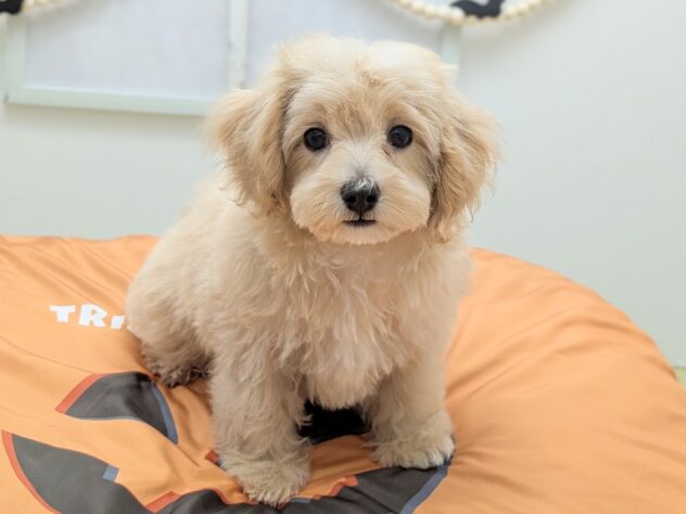 福島県のハーフ犬・ミックス犬 (アミーゴ会津若松店/2026年7月17日生まれ/男の子/アプリコット)の子犬の1枚目の画像