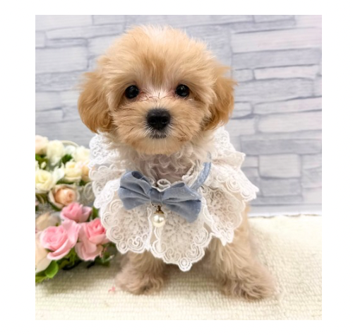 山口県のハーフ犬・ミックス犬 (アミーゴ周南店/2026年7月8日生まれ/男の子/クリーム)の子犬の3枚目の画像