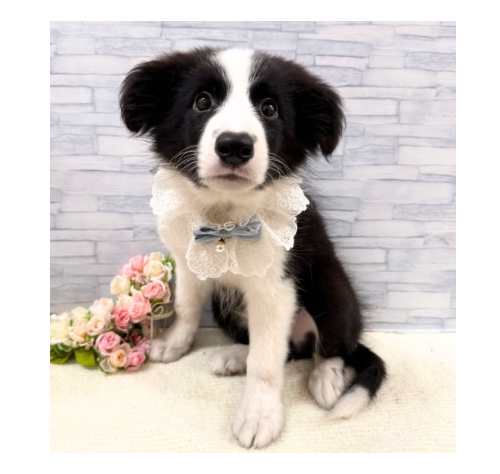 山口県のボーダーコリー (アミーゴ周南店/2026年6月27日生まれ/男の子/ブラックホワイト)の子犬の1枚目の画像