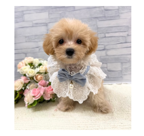 山口県のハーフ犬・ミックス犬 (アミーゴ周南店/2026年7月8日生まれ/男の子/クリーム)の子犬の1枚目の画像
