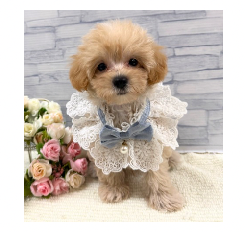 山口県のハーフ犬・ミックス犬 (アミーゴ周南店/2026年7月8日生まれ/男の子/クリーム)の子犬の2枚目の画像