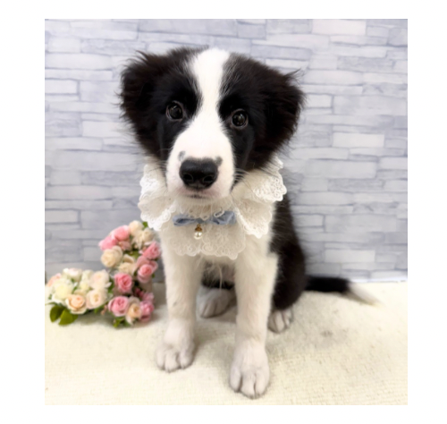 山口県のボーダーコリー (アミーゴ周南店/2026年6月27日生まれ/男の子/ブラックホワイト)の子犬の3枚目の画像
