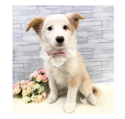 山口県のボーダーコリー (アミーゴ周南店/2026年6月25日生まれ/女の子/レッドホワイト)の子犬の1枚目の画像