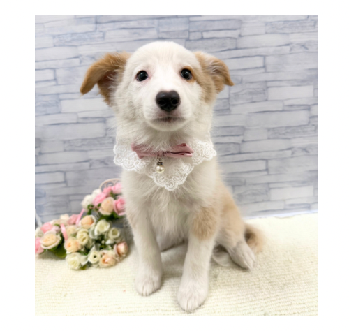 山口県のボーダーコリー (アミーゴ周南店/2026年6月25日生まれ/女の子/レッドホワイト)の子犬の2枚目の画像