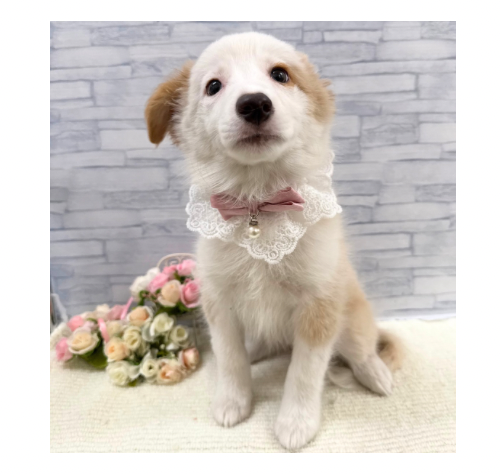 山口県のボーダーコリー (アミーゴ周南店/2026年6月25日生まれ/女の子/レッドホワイト)の子犬の3枚目の画像