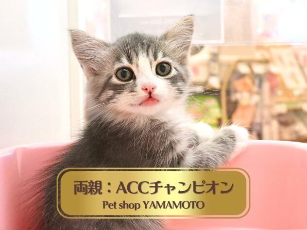 岡山県のサイベリアン (アミーゴ大安寺店/2026年7月20日生まれ/男の子/ブルーマッカレルタビーホワイト)の子猫の1枚目の画像