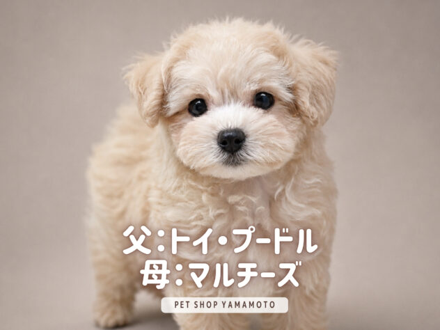 岡山県のハーフ犬・ミックス犬 (アミーゴ大安寺店/2026年6月28日生まれ/女の子/アプリコット)の子犬の2枚目の画像