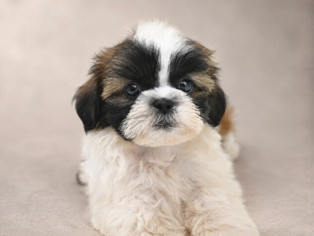岡山県のシーズー (アミーゴ大安寺店/2026年7月1日生まれ/女の子/ホワイトゴールド)の子犬の2枚目の画像