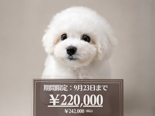 岡山県のビションフリーゼ (アミーゴ大安寺店/2026年6月29日生まれ/男の子/ホワイト)の子犬の1枚目の画像