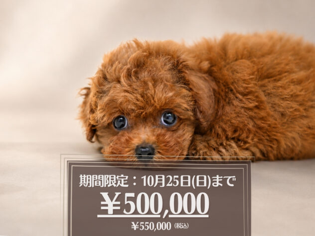 岡山県のトイプードル(トイ) (アミーゴ大安寺店/2026年7月4日生まれ/女の子/レッドフォーン)の子犬の1枚目の画像